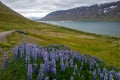 Isafjordur Town Royalty Free Stock Photo