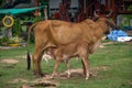 Isan indigenous cattle have long been a companion animal to the rural lifestyle.