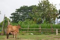 Isan indigenous cattle have long been a companion animal to the rural lifestyle.