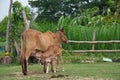 Isan indigenous cattle have long been a companion animal to the rural lifestyle.