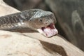 Isan spitting cobra - poisonous snake