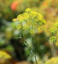 Isatis tinctoria, also called woaddyer's woad, dyer's-weed, Royalty Free Stock Photo