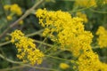 Isatis tinctoria, Brassicaceae. Royalty Free Stock Photo