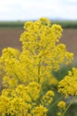 Isatis tinctoria, Brassicaceae. Royalty Free Stock Photo