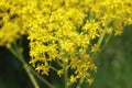 Isatis tinctoria, Brassicaceae. Royalty Free Stock Photo