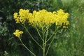 Isatis tinctoria, Brassicaceae. Royalty Free Stock Photo