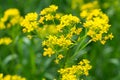 Isatis tinctoria, dyer`s woad yellow flowers closeup selective focus