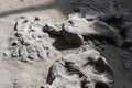 Ischigualasto Valle de la Luna, moon valley or in Argentina, Triassic period geological formations Jurassic Park It is estimated Royalty Free Stock Photo