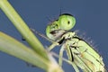 Ischnura genei damsefly