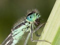 Ischnura genei damsefly