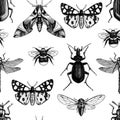 Vector background with high detailed insects illustrations. Hand drawn butterflies, beetles, cicada, bumblebee and dragonfly sketc