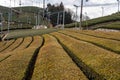 Ishidera Tea Fields of Green Uji Tea plantation in Wazuka town in Kyoto Japan