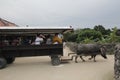 Vehicle, transport, mode, of, oxcart, cart, wagon