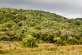 Isimangaliso wetland park forest vegetation. Garden route. South Africa. Royalty Free Stock Photo