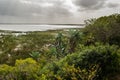 Isimangaliso wetland park, vegeattion. Garden route South Africa. Royalty Free Stock Photo