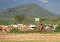 ISIOLO, KENYA - NOVEMBER 28, 2008: An unknown woman from the tribe Tsonga tending a herd of cows. Royalty Free Stock Photo