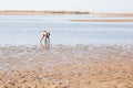 ISLA CRISTINA, HUELVA, SPAIN - August 10, 2016 : Non-professional shellfish gatherers collect clams.