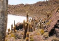 Isla de Pescadores, Salt lake Uyuni in Bolivia. Salar de Uyuni is the biggest salt lake