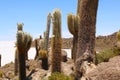 Isla de Pescadores, Salt lake Uyuni in Bolivia. Salar de Uyuni is the biggest salt lake