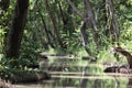 Isla De Salamanca Swamp Forest