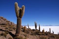 Isla del Pescado, Salar de Uyuni, Bolivia Royalty Free Stock Photo