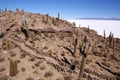 Isla del Pescado, Salar de Uyuni, Bolivia Royalty Free Stock Photo