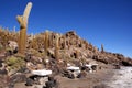 Isla del Pescado, Salar de Uyuni, Bolivia Royalty Free Stock Photo