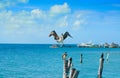 Isla Mujeres island Caribbean beach birds Royalty Free Stock Photo