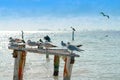Isla Mujeres island Caribbean beach birds Royalty Free Stock Photo