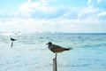 Isla Mujeres island Caribbean beach birds Royalty Free Stock Photo