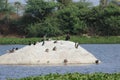 Island of birds Royalty Free Stock Photo