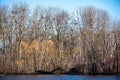 Island with a Blue Heron Rookery taken from Rookery View Park in Wausau, Wisconsin in the spring Royalty Free Stock Photo