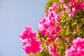 On the island of Crete grow beautiful red flowers