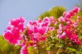 On the island of Crete grow beautiful red flowers