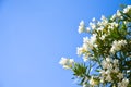 On the island of Crete grow beautiful white flowers