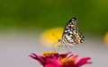 Island floral butterfly.