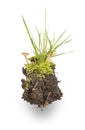 Island of forest soil Royalty Free Stock Photo