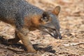 Island fox, Channel Islands National Park Royalty Free Stock Photo