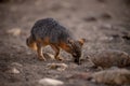 Island Fox Digs for Food On Santa Cruz Island Royalty Free Stock Photo