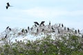Island of frigate birds