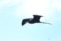 Island of frigate birds