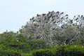 Island of frigate birds