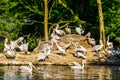 Island full of dalmatian pelicans, water bird specie from europe