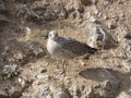 Island full of seagulls in summer, sanctuary