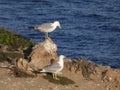 Island full of seagulls in summer, sanctuary