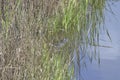 An Egans Creek Greenway alligator stays hidden in the riverbank reeds Royalty Free Stock Photo