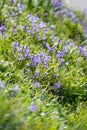 The island of Jersey in the British Channel Islands Royalty Free Stock Photo