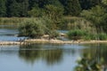 Island in a lake with black cormorant and gray heron [Ardea cinerea]