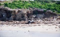 Island Life: Australian Pelicans