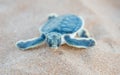 Island Life: Flatback Sea Turtle Royalty Free Stock Photo